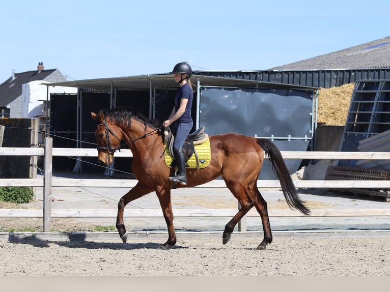 Caballo de deporte irlandés Caballo castrado 9 años 170 cm Castaño in Heikruis