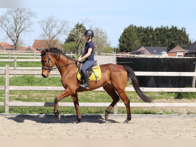 Caballo de deporte irlandés Caballo castrado 9 años 170 cm Castaño in Heikruis