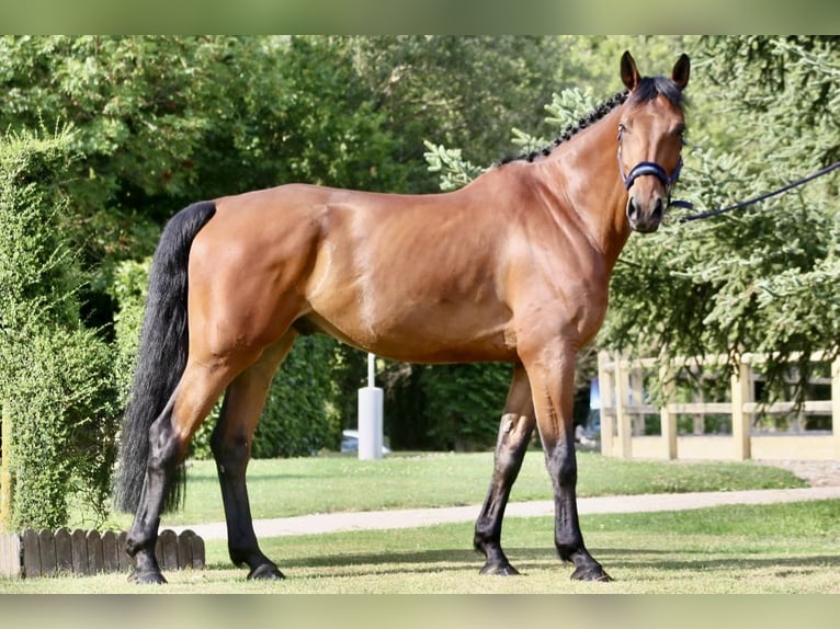 Caballo de deporte irlandés Caballo castrado 9 años 170 cm Castaño in GROTE-BROGEL