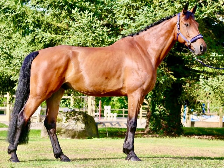 Caballo de deporte irlandés Caballo castrado 9 años 170 cm Castaño in GROTE-BROGEL