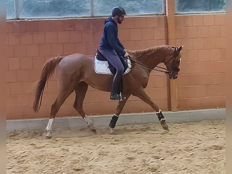 Caballo de deporte irlandés Caballo castrado 9 años 172 cm Alazán in Lage