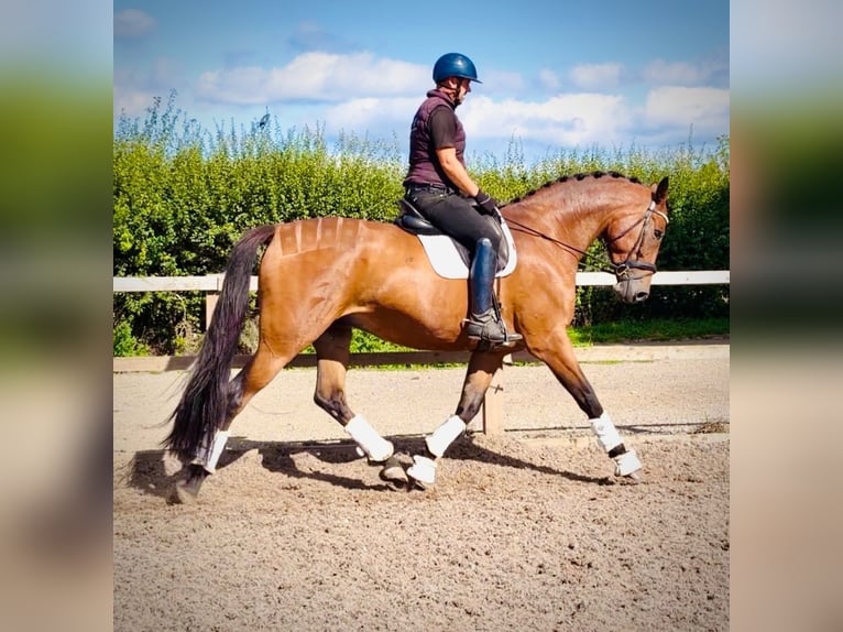 Caballo de deporte irlandés Caballo castrado 9 años 173 cm Castaño rojizo in grantham