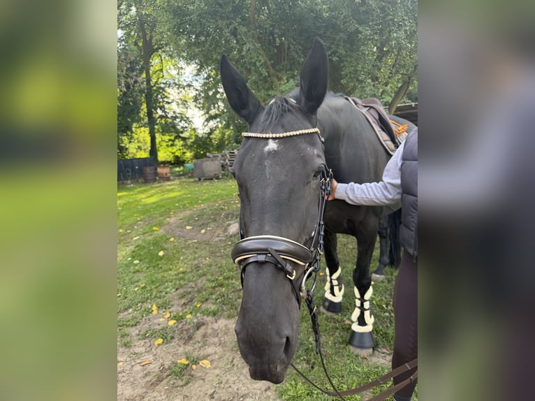 Caballo de deporte irlandés Caballo castrado 9 años 173 cm Negro in Trebbin