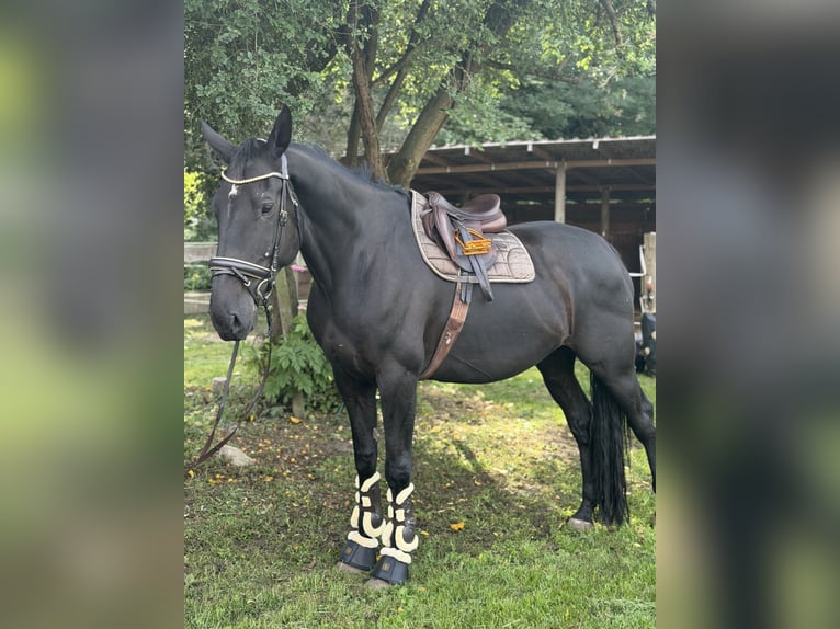 Caballo de deporte irlandés Caballo castrado 9 años 173 cm Negro in Trebbin