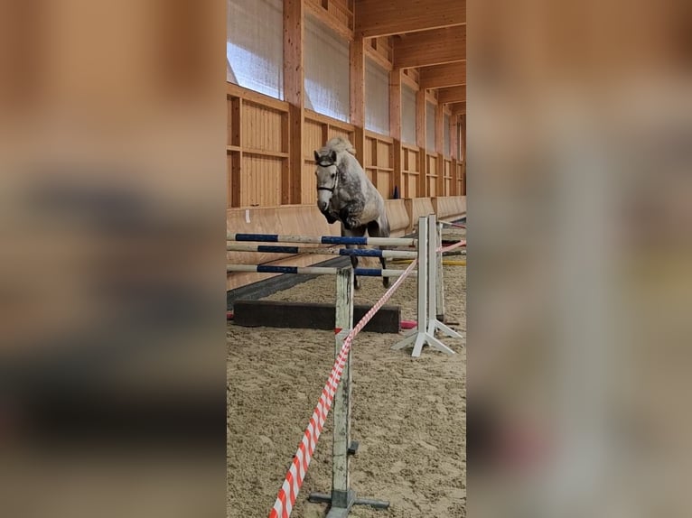 Caballo de deporte irlandés Caballo castrado 9 años 178 cm Tordo in Weite