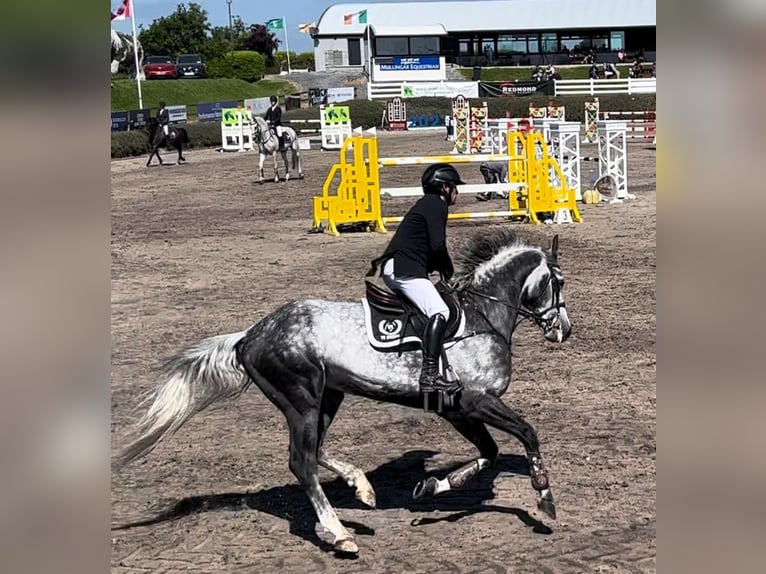 Caballo de deporte irlandés Semental 11 años 168 cm Tordo in Galway