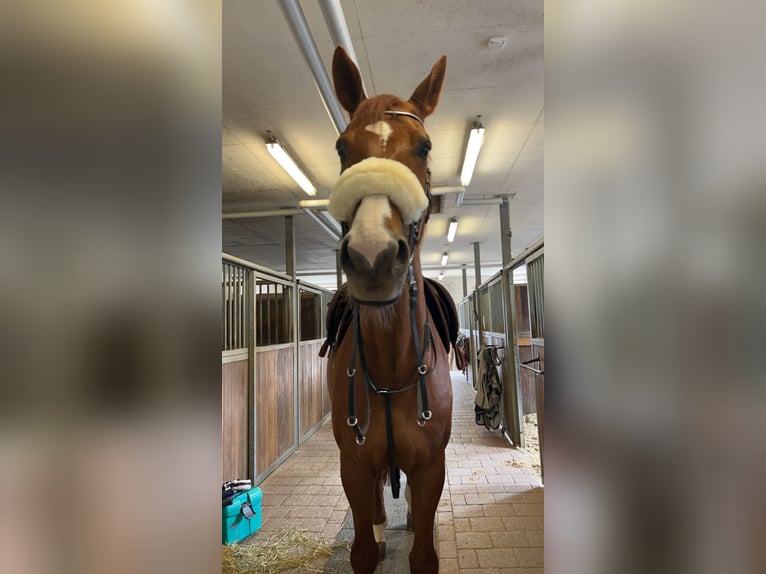 Caballo de deporte irlandés Semental 12 años 175 cm Alazán in Goldach