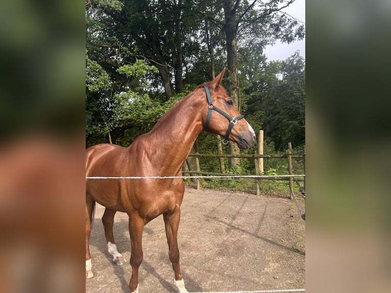 Caballo de deporte irlandés Semental 12 años 175 cm Alazán in Goldach