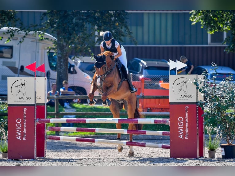 Caballo de deporte irlandés Semental 12 años 175 cm Alazán in Goldach