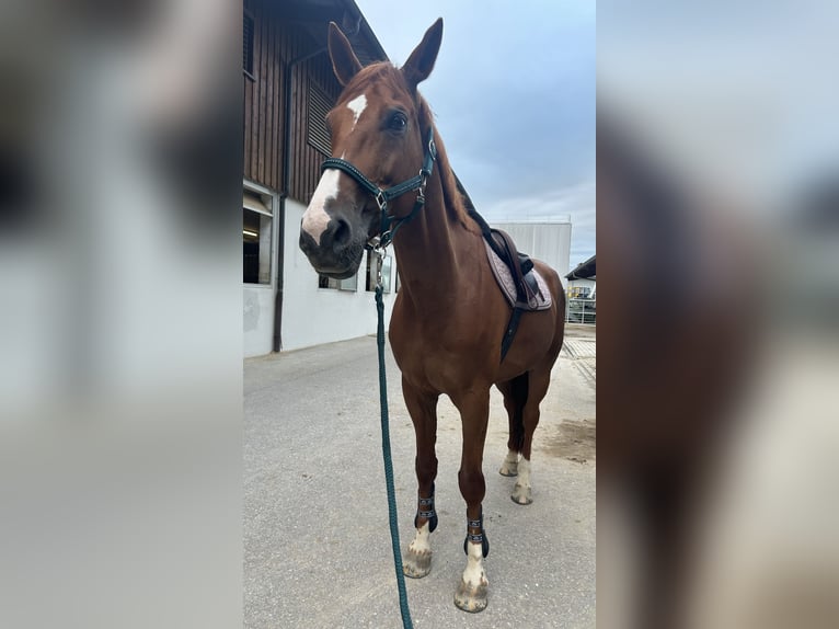 Caballo de deporte irlandés Semental 12 años 175 cm Alazán in Goldach