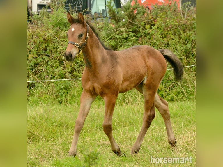 Caballo de deporte irlandés Semental 1 año 165 cm Castaño rojizo in Clonakilty