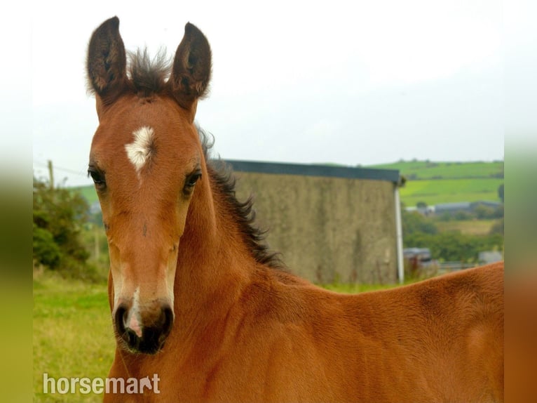 Caballo de deporte irlandés Semental 1 año 165 cm Castaño rojizo in Clonakilty