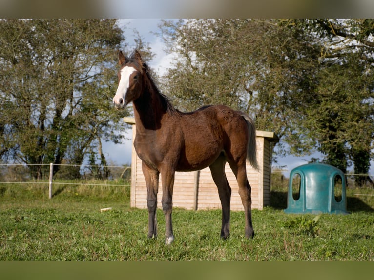 Caballo de deporte irlandés Semental 1 año 168 cm Castaño rojizo in Blessington