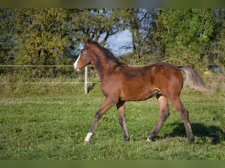 Caballo de deporte irlandés Semental 1 año 168 cm Castaño rojizo in Blessington