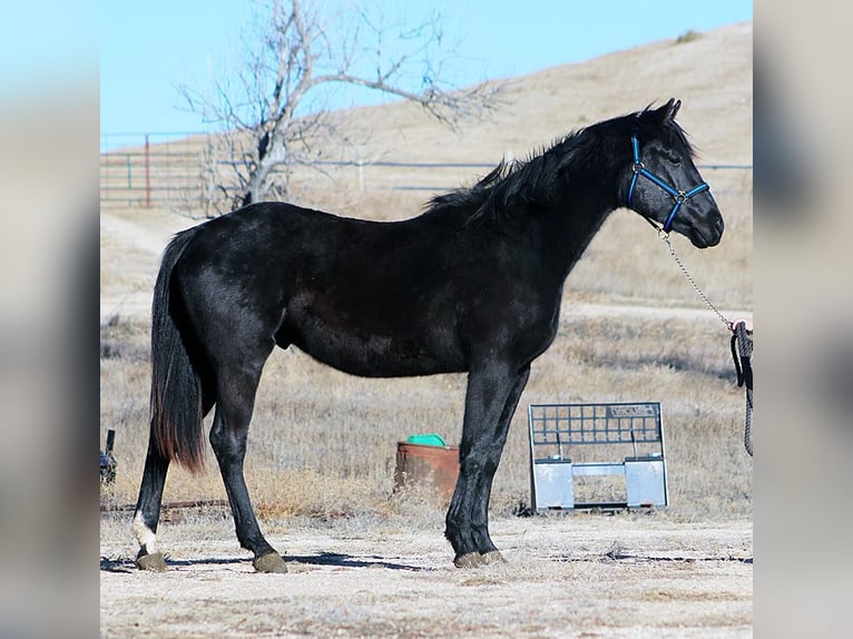 Caballo de deporte irlandés Semental 2 años 173 cm Negro in Union Center, SD