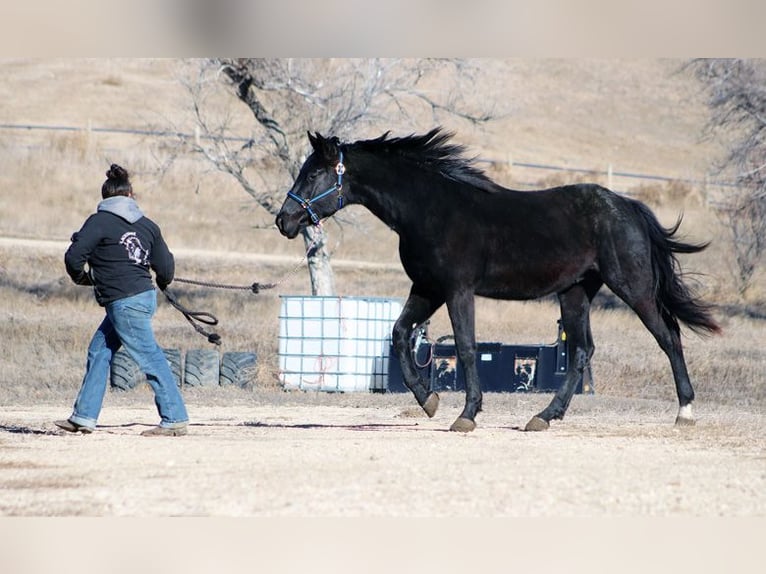 Caballo de deporte irlandés Semental 2 años 173 cm Negro in Union Center, SD