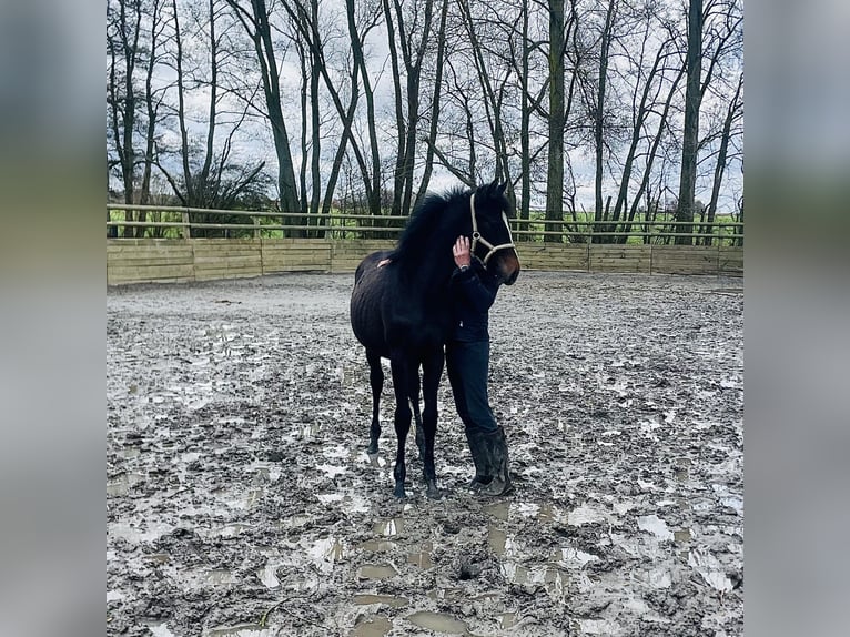 Caballo de deporte irlandés Semental 2 años Tordillo negro in Nomain