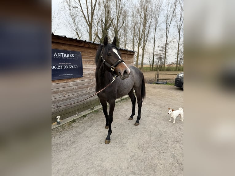 Caballo de deporte irlandés Semental 2 años Tordillo negro in Nomain