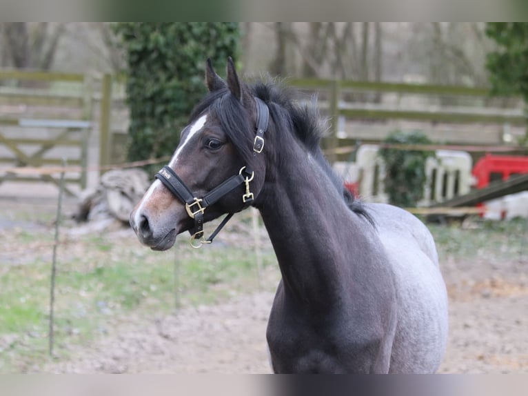 Caballo de deporte irlandés Semental 2 años Tordillo negro in Nomain