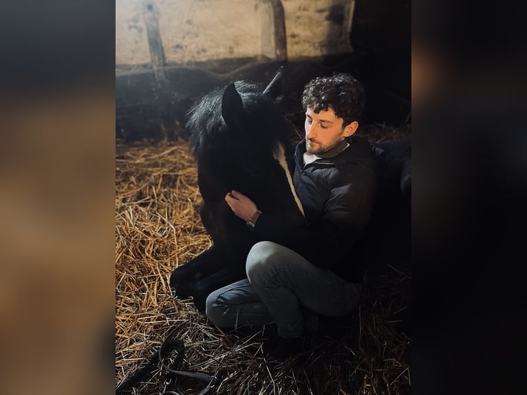 Caballo de deporte irlandés Semental 2 años Tordillo negro in Nomain