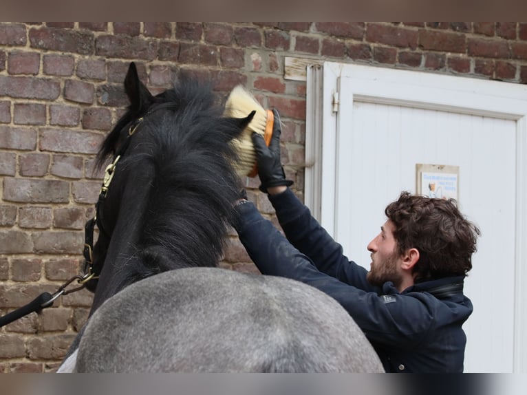 Caballo de deporte irlandés Semental 2 años Tordillo negro in Nomain