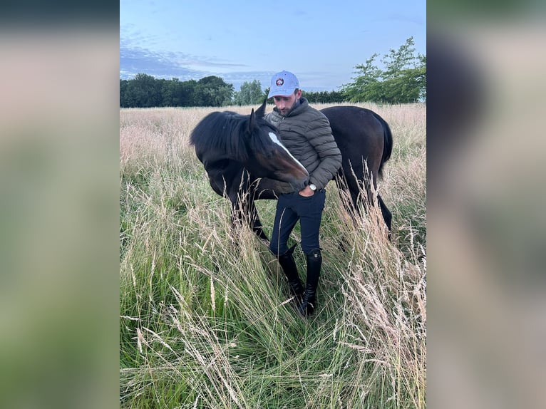 Caballo de deporte irlandés Semental 2 años Tordillo negro in Nomain