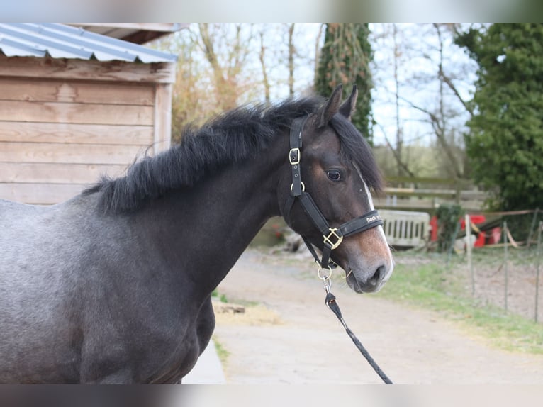 Caballo de deporte irlandés Semental 2 años Tordillo negro in Nomain