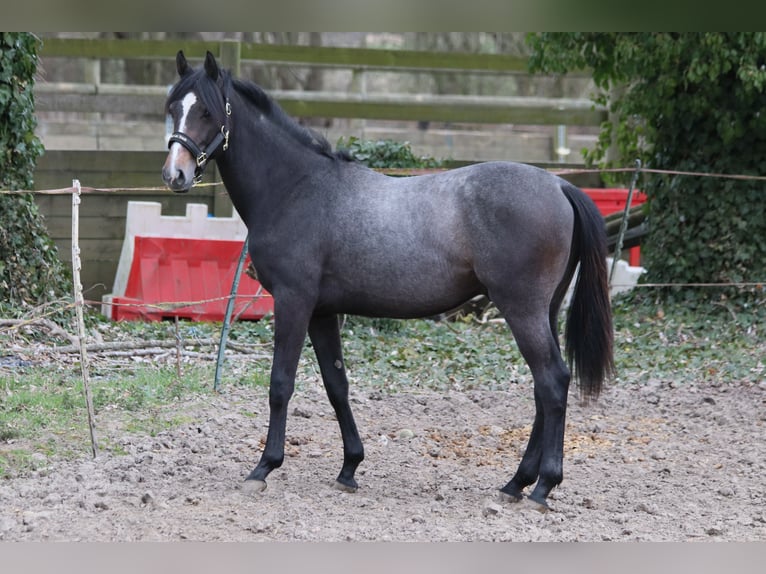 Caballo de deporte irlandés Semental 2 años Tordillo negro in Nomain