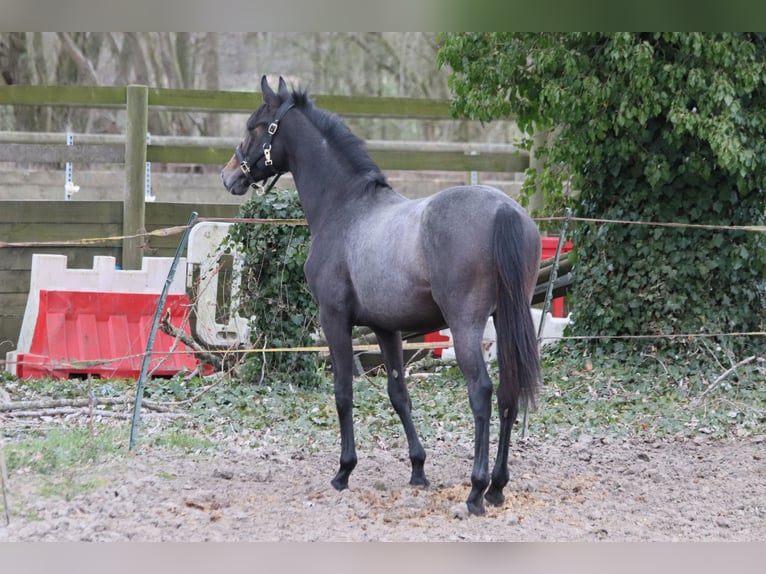 Caballo de deporte irlandés Semental 2 años Tordillo negro in Nomain