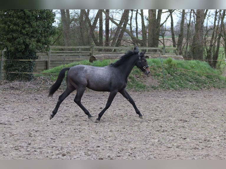 Caballo de deporte irlandés Semental 2 años Tordillo negro in Nomain