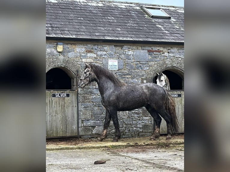 Caballo de deporte irlandés Semental 3 años 168 cm Tordo in Castleisland