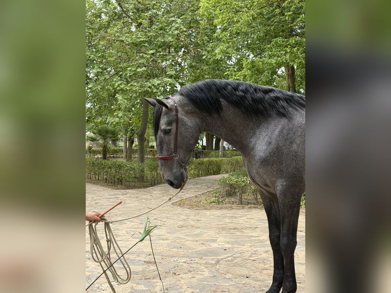 Caballo de deporte irlandés Semental 3 años 172 cm Tordo in Llerena