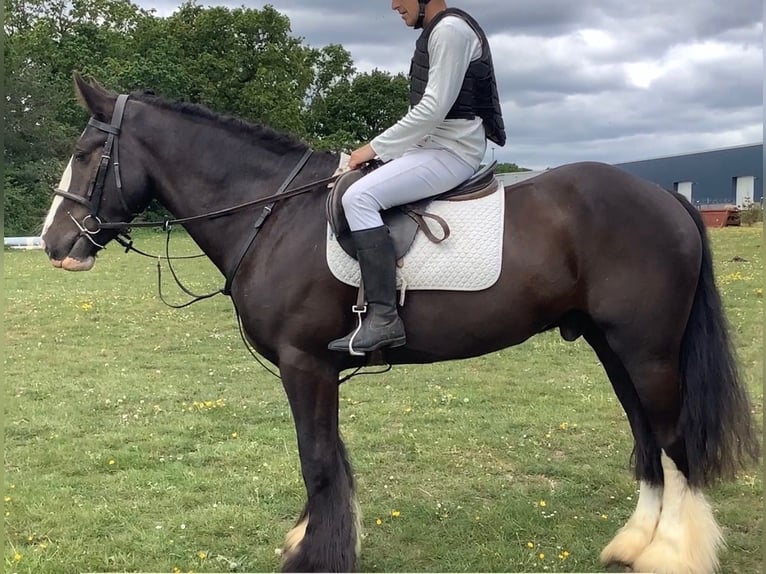 Caballo de deporte irlandés Semental 5 años 152 cm  in Alcala De Guadaira