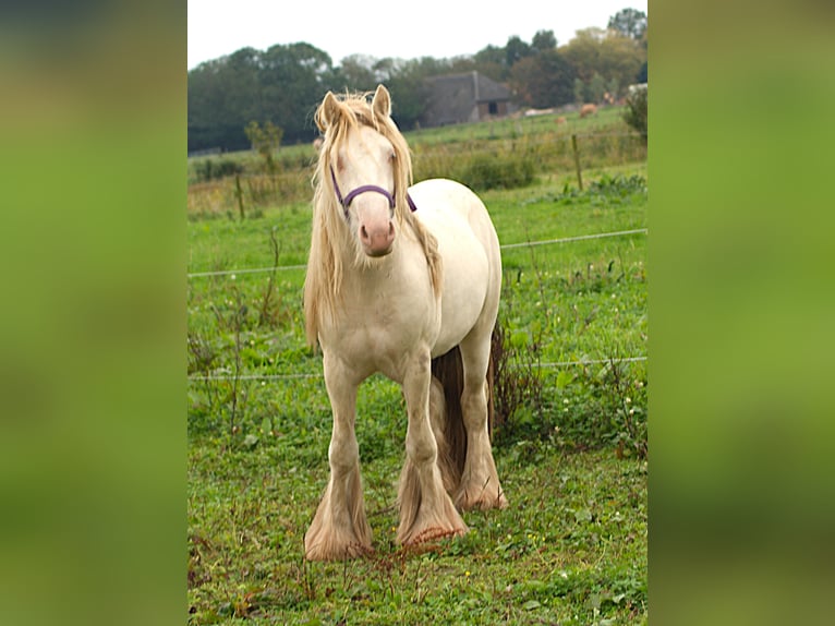 Caballo de deporte irlandés Semental Cremello in Kruisland