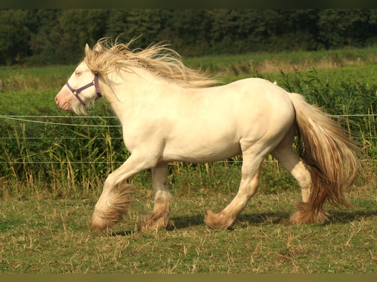 Caballo de deporte irlandés Semental Cremello in Kruisland