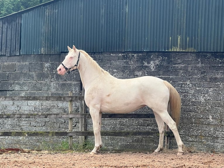 Caballo de deporte irlandés Semental Potro (06/2024) Palomino in Lisburn