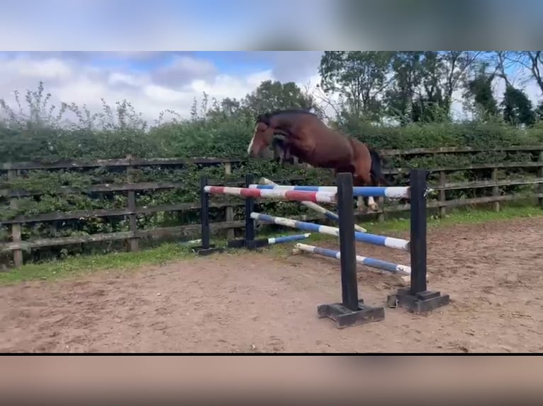 Caballo de deporte irlandés Yegua 10 años 128 cm Castaño rojizo in Mayo