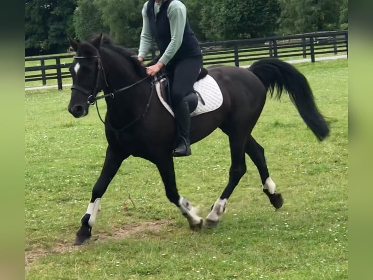 Caballo de deporte irlandés Yegua 10 años 152 cm Negro in Belfast