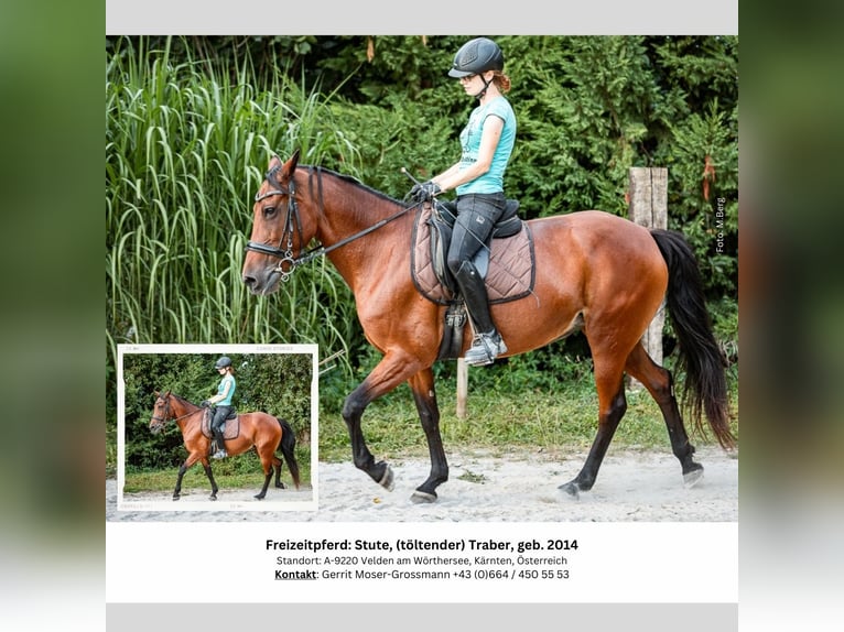 Caballo de deporte irlandés Yegua 10 años 153 cm Castaño in Velden