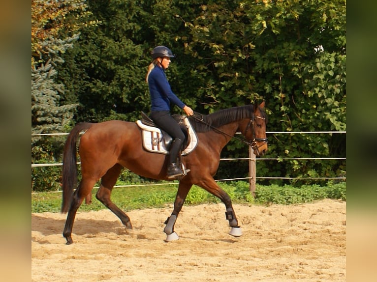 Caballo de deporte irlandés Yegua 10 años 154 cm Castaño in Velpke