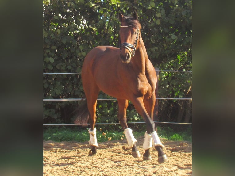 Caballo de deporte irlandés Yegua 10 años 154 cm Castaño in Velpke