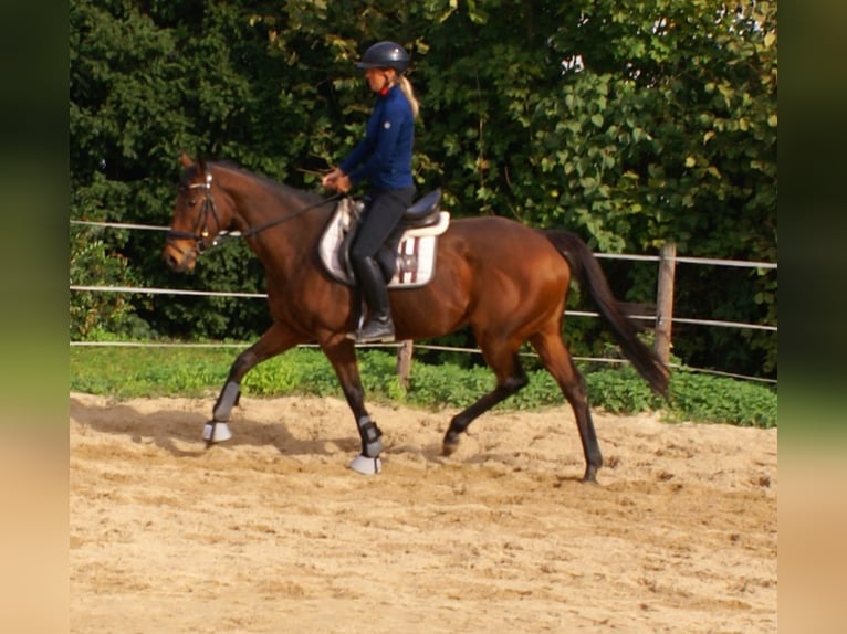 Caballo de deporte irlandés Yegua 10 años 154 cm Castaño in Velpke