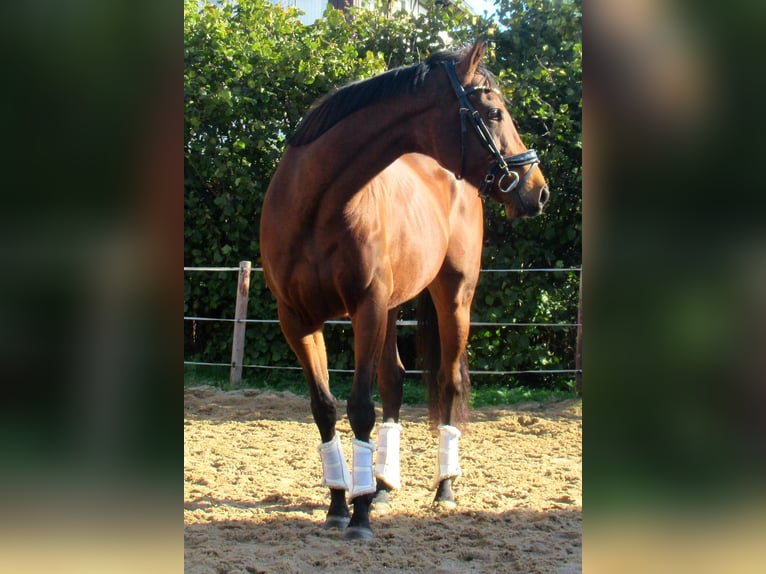 Caballo de deporte irlandés Yegua 10 años 154 cm Castaño in Velpke