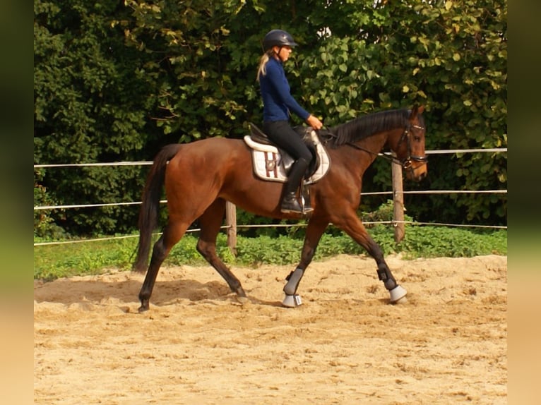 Caballo de deporte irlandés Yegua 10 años 154 cm Castaño in Velpke