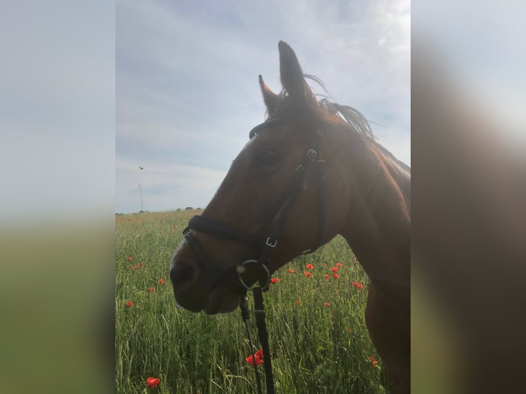 Caballo de deporte irlandés Yegua 10 años 160 cm Castaño in Berlin