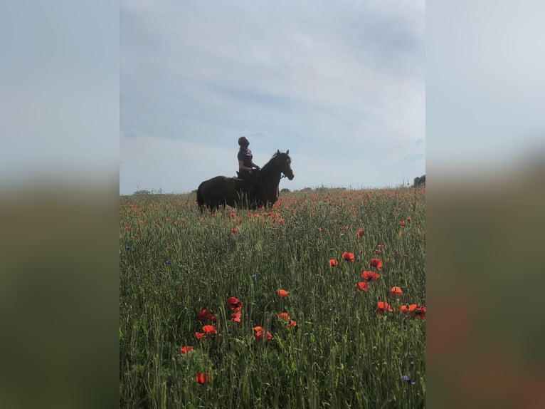 Caballo de deporte irlandés Yegua 10 años 160 cm Castaño in Berlin