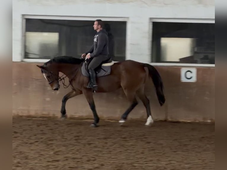 Caballo de deporte irlandés Yegua 10 años 160 cm Castaño in Elze Esbeck
