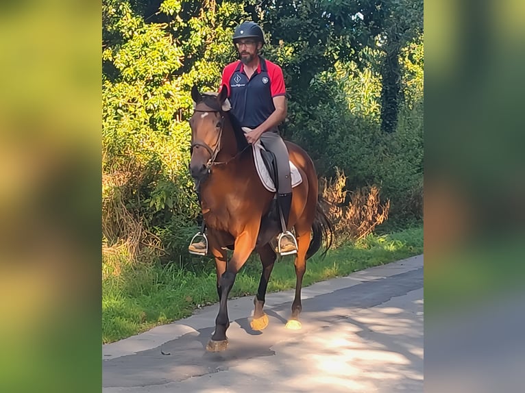 Caballo de deporte irlandés Yegua 10 años 161 cm Castaño in Lage