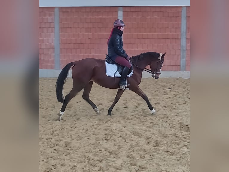 Caballo de deporte irlandés Yegua 10 años 163 cm Castaño in Lage