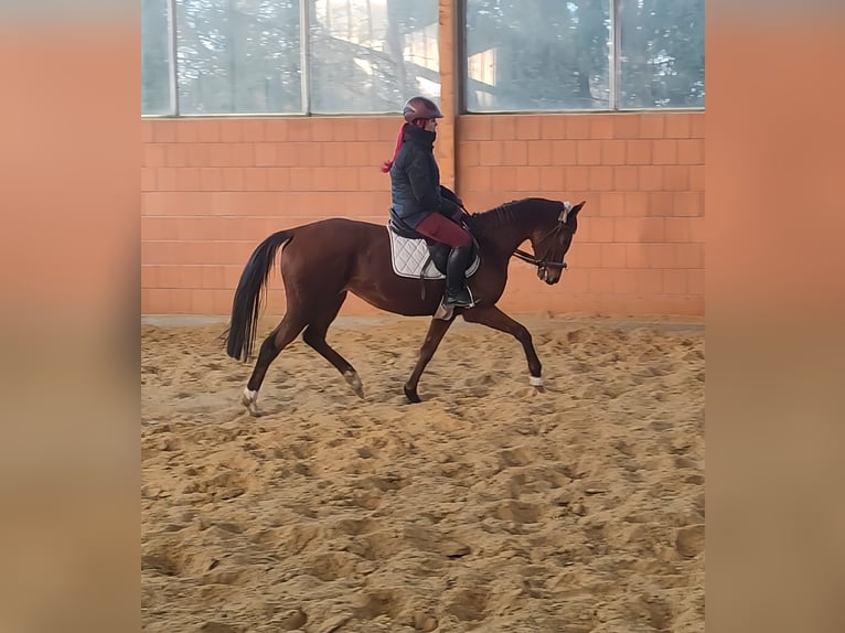 Caballo de deporte irlandés Yegua 10 años 163 cm Castaño in Lage